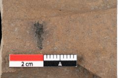 Foto (Detailansicht) von Glyptostrobus europaeus Brongniart (NHMW-GEO-2024-0188-0161)